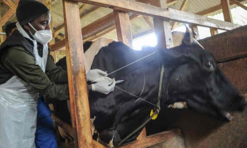 Bandung Barat Fokus Pemberian Vaksin LSD Pada Sapi Perah