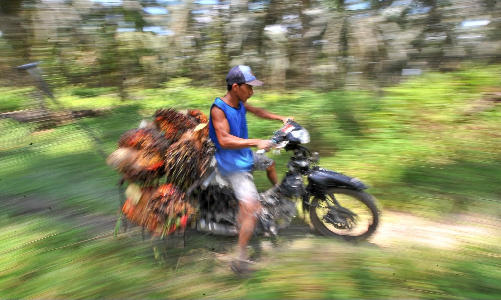 Perusahaan Sawit Bantu Petani Swadaya Peroleh Sertifikasi RSPO
