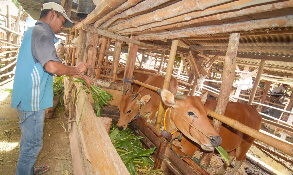 Pemprov NTT Minta Warga Kandangkan Ternak