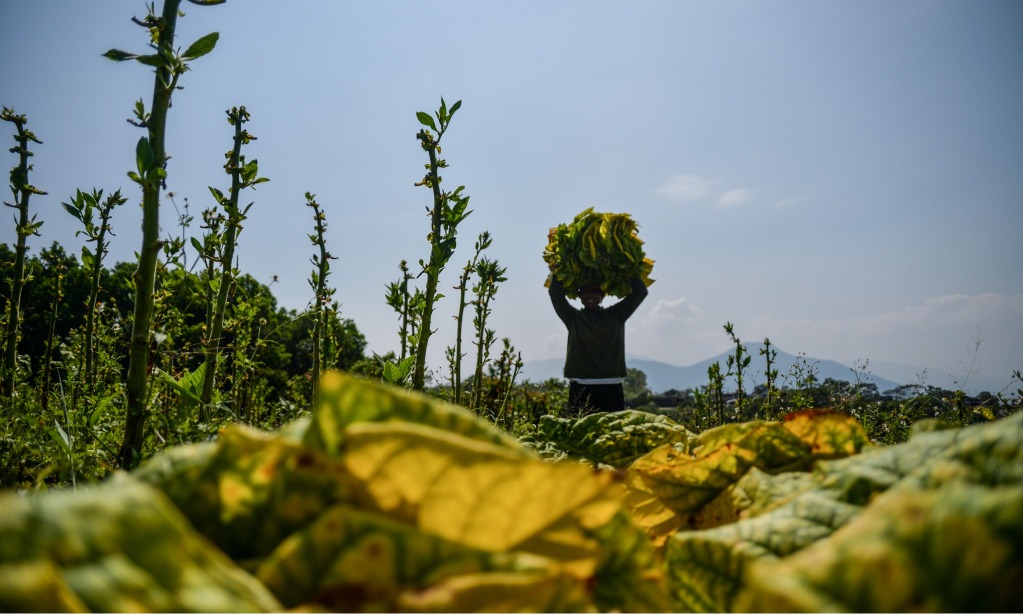 CIPS: Urbanisasi Ancam Regenerasi Petani dan Sektor Pertanian