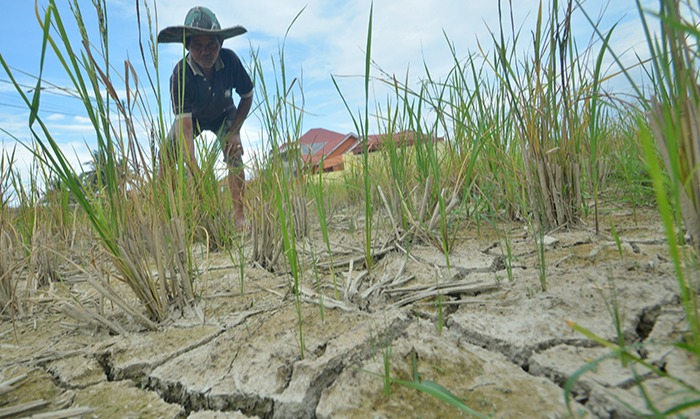 FAO Mulai Persiapkan Dampak El-Nino di Sejumlah Negara