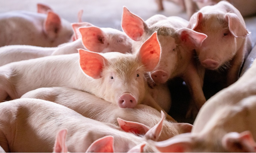 Singapura Siap Buka Impor Karkas Babi Pulau Bulan