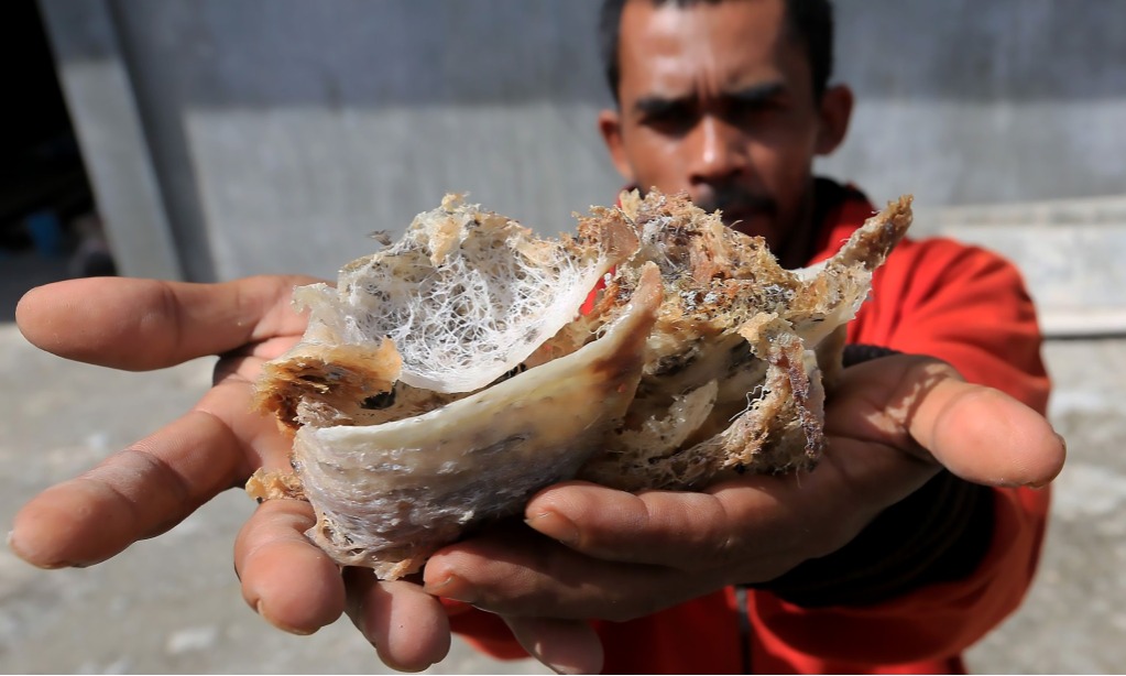 Asal-Usul Sarang Burung Walet Jadi Kuliner "Kelas Atas"