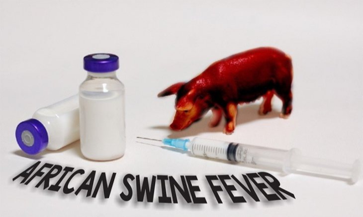 Epidemiolog: Belum Ada Tanda Flu Babi Afrika Menular Ke Manusia