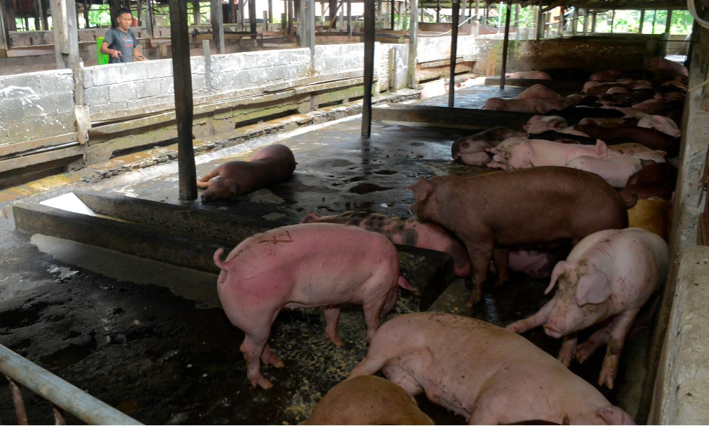 Legislator Minta Pemerintah Gencarkan Edukasi Flu Babi