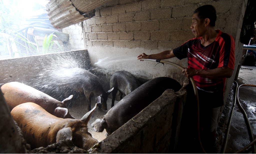 DPR Minta Pemerintah Pastikan ASF Tak Menular Ke Manusia