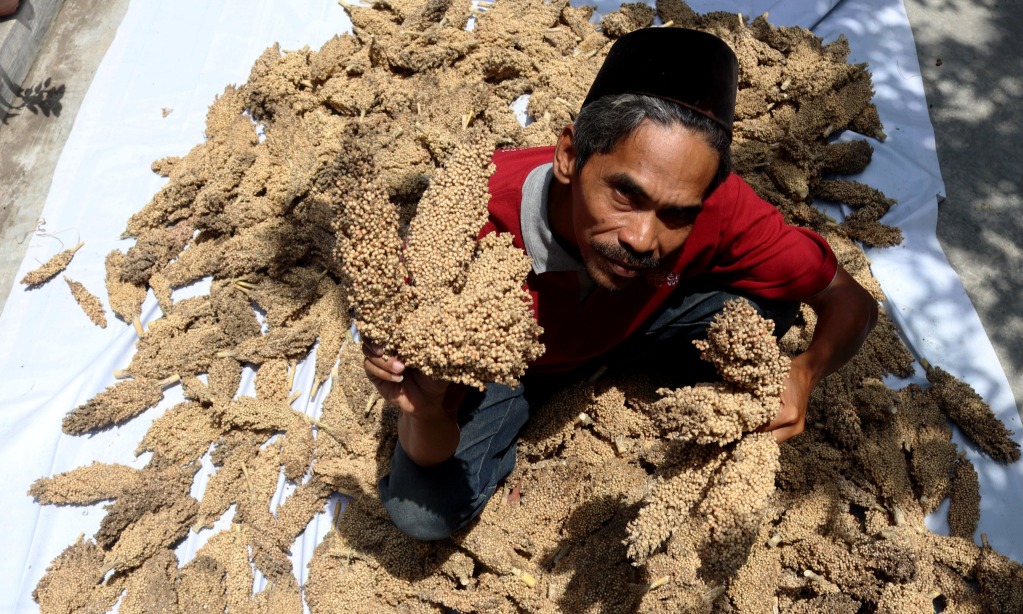 HKTI: Budi Daya Sorgum Cocok Hadapi El Nino