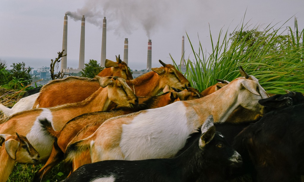 Per Mei 2023, Australia Jadi Eksportir Utama Hewan Kurban