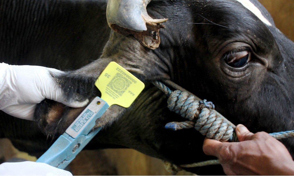 Pemerintah Imbau Beli Hewan Kurban Dengan <i>Eartag</i>