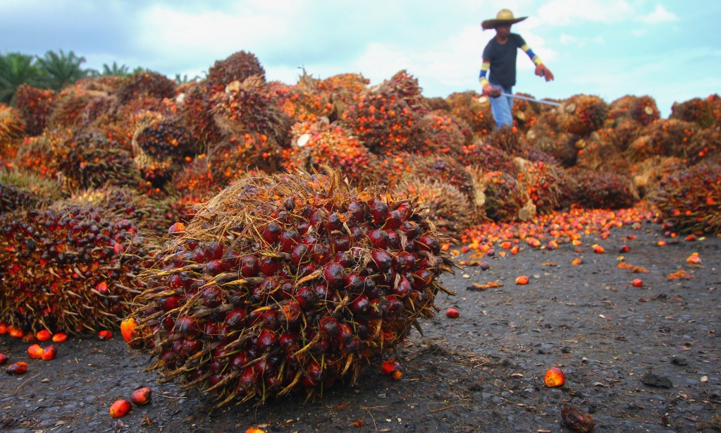 Uni Eropa, Indonesia dan Malaysia Bentuk Gugus Tugas Terkait EUDR