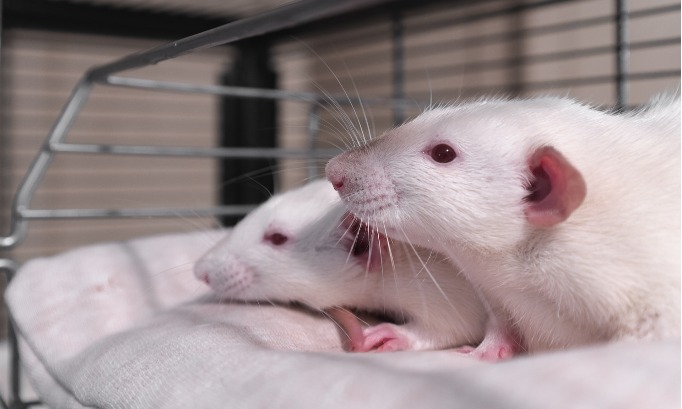 Alasan Di Balik Penggunaan Tikus Sebagai Objek Uji Coba Ilmiah