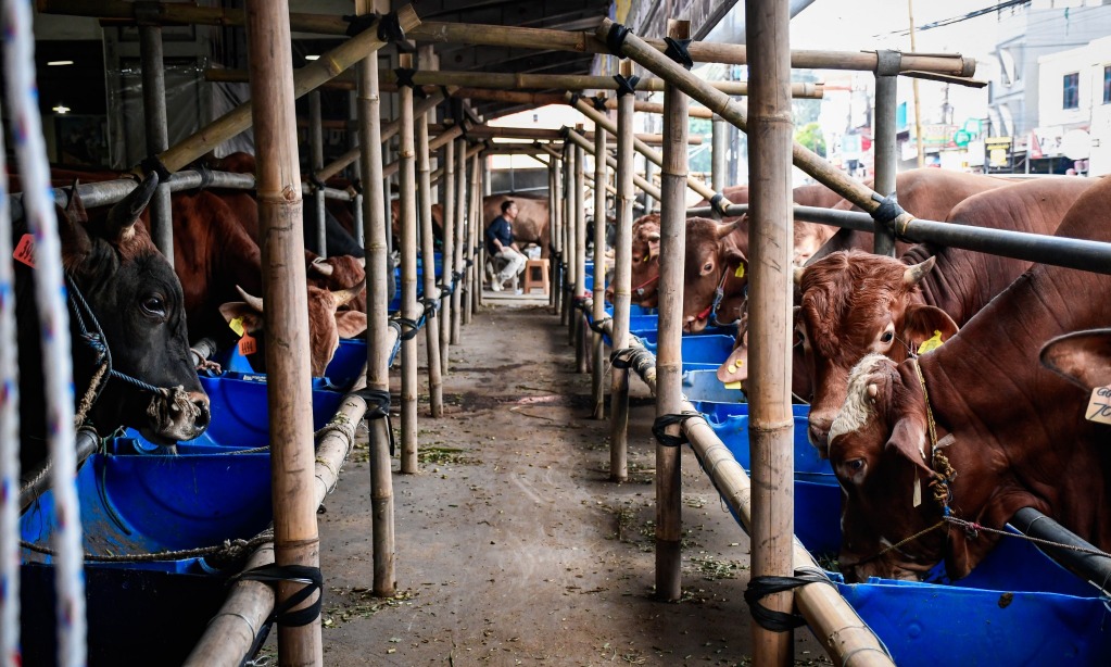 Bapanas Dorong BUMN dan BUMD Serap Sapi Sisa Iduladha
