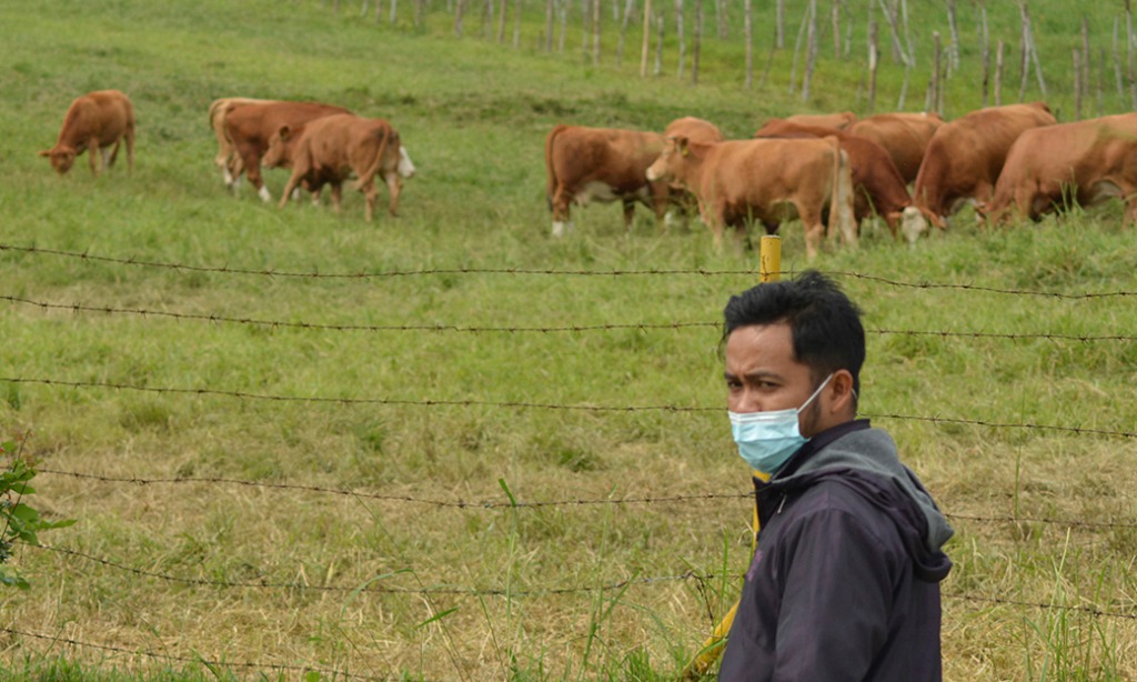 Ribuan Sapi Di Lampung Selatan Terjangkit Penyakit LSD