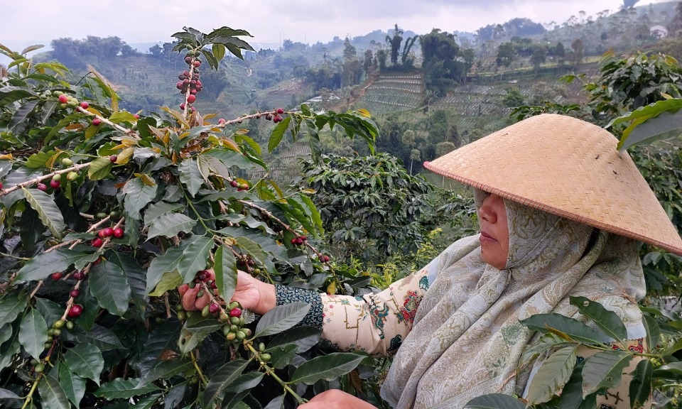 Kampung Kopi Konservasi Banjarnegara Cegah Sedimentasi Waduk Mrica