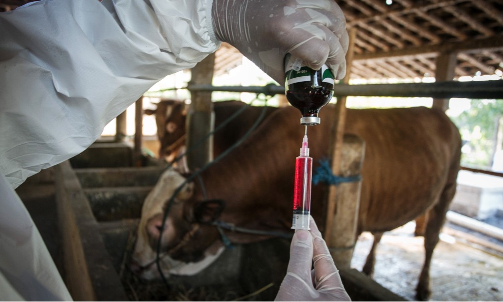 Pemerintah Mesti Antisipasi Penyebaran Antraks Ke Daerah Lain