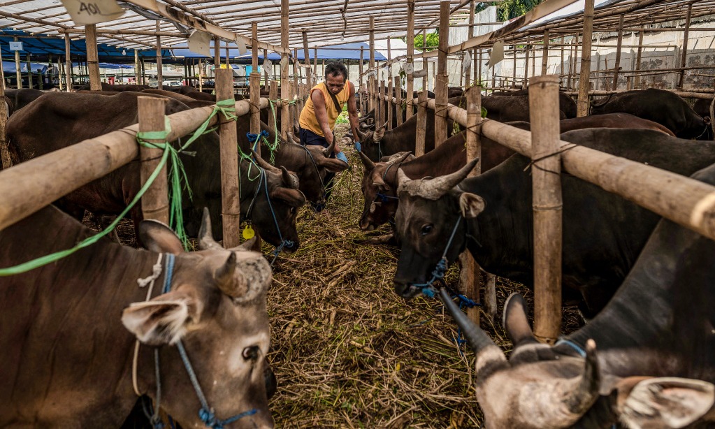 Vaksinasi Hewan Ternak Penting Untuk Kendalikan Antraks