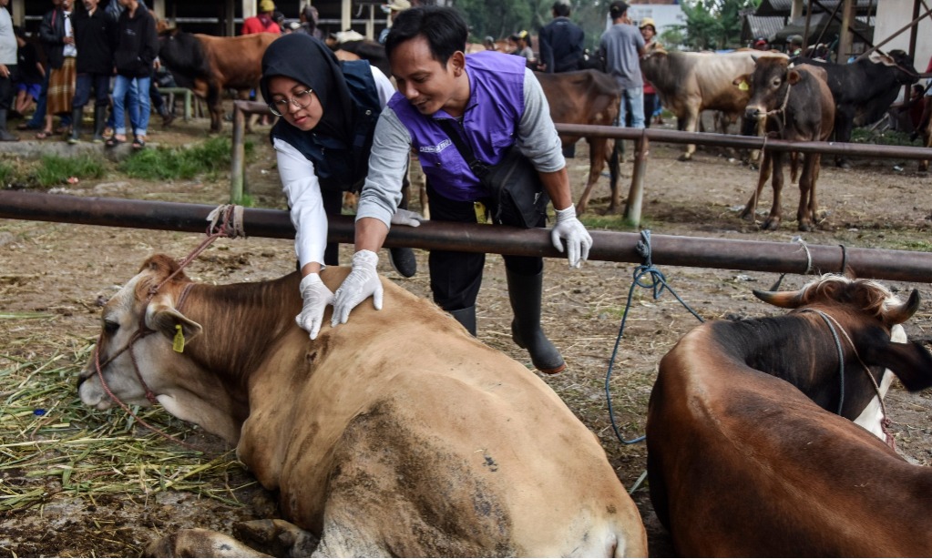 BRIN Akan Kembangkan Vaksin Oral Cegah Antraks