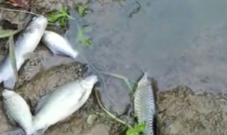 BKSDA Temukan Banyak Ikan Mati Di Sungai Air Hitam Mukomuko