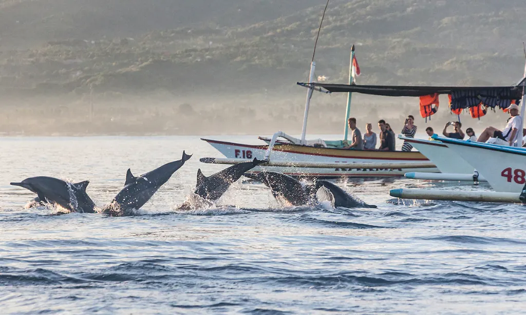 Serunya Berenang Bersama Lumba-Lumba Di Pantai Lovina Bali