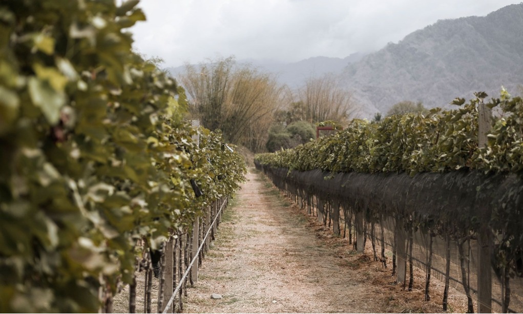 Mengintip Hatten Wine, Kebun Anggur Terbesar Di Bali