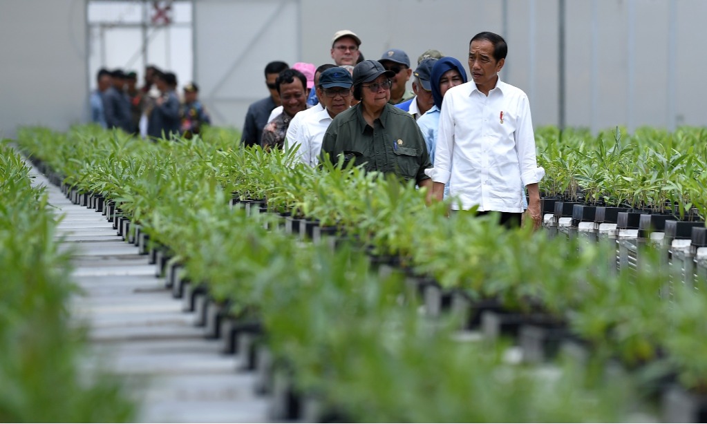 Persemaian Mentawir Sudah Hasilkan Bibit Untuk Hijaukan IKN