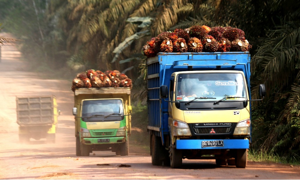 Wamenkeu: Indonesia Mesti Tingkatkan Industrialisasi Kelapa Sawit