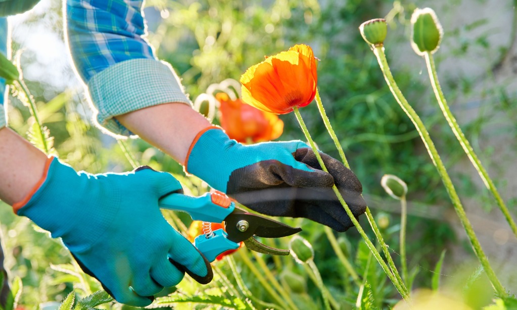 Tall Poppy Syndrome Dan Orang-Orang Yang Culas