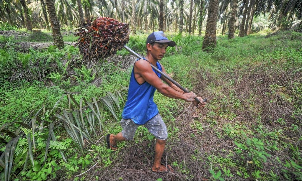Bursa CPO Bukan Solusi Utama Atasi Masalah Industri Sawit Indonesia