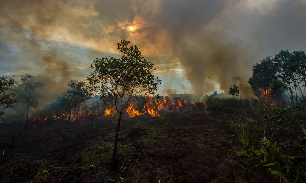 Walhi: Malaysia Juga Bertanggung Jawab Atas Karhutla Di Indonesia