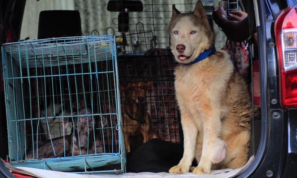 The Dog Copyright, Kampanye Unik Selamatkan Anjing Liar