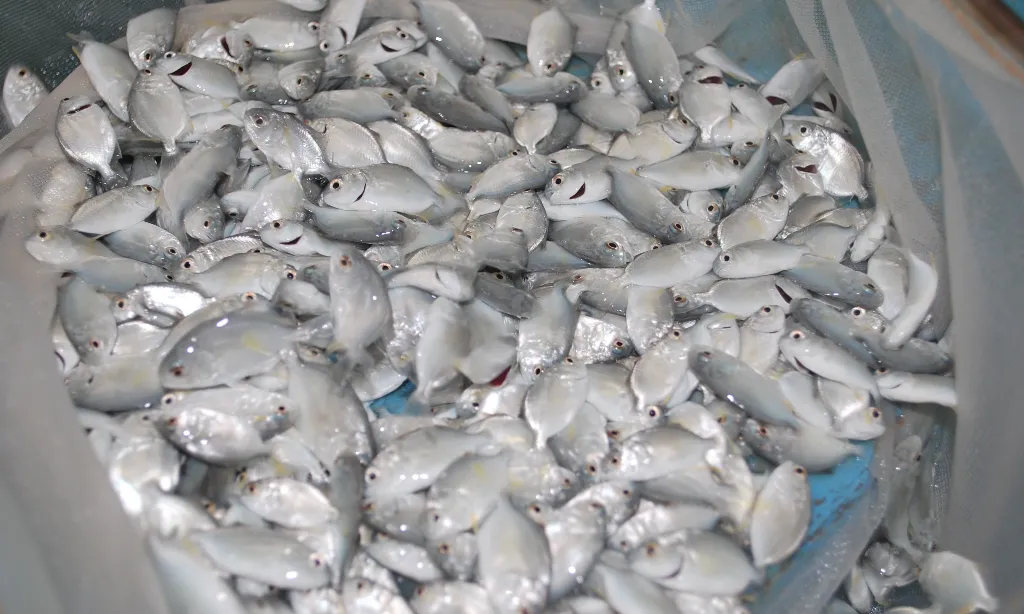 Sertifikasi CPIB Jadi Senjata Bersaing di Pasar Global