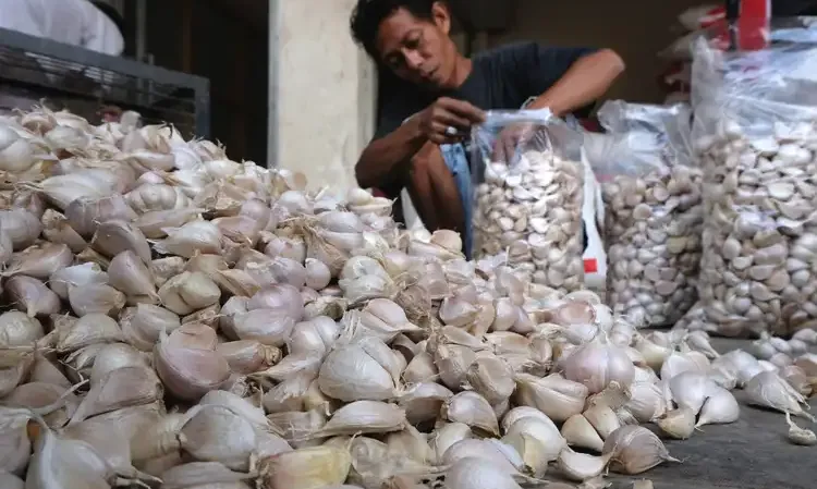 Ombudsman Bakal Usut Selisih RIPH Dan SPI Bawang Putih