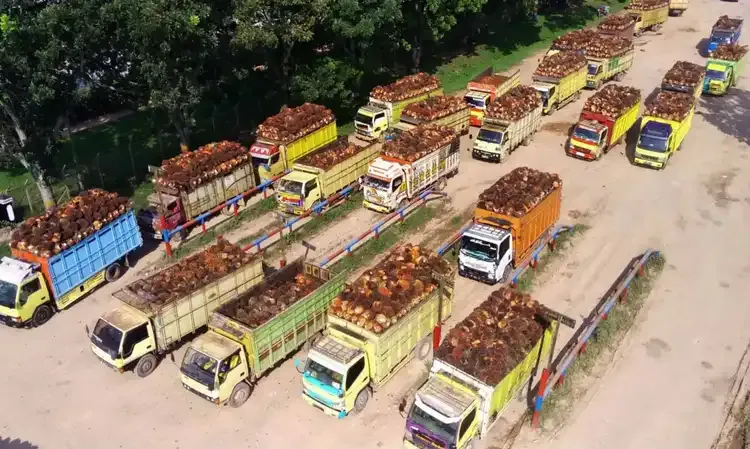 Apkasindo: Ada 3 Tantangan Pengembangan Industri Sawit