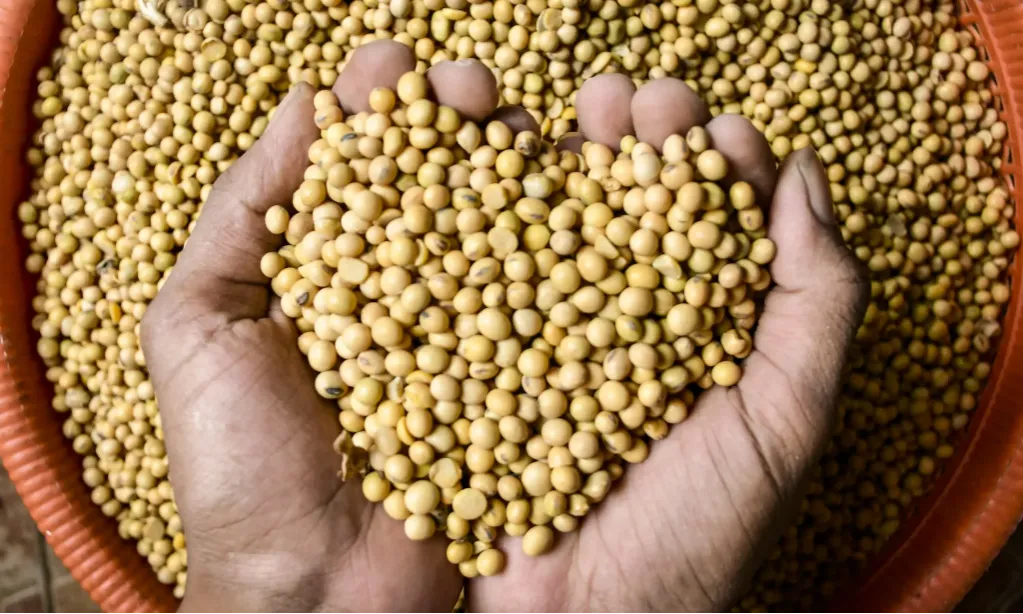 Kedelai GMO Boleh Ditanam, Bapanas Cari Pemilik Bibit yang Sesuai