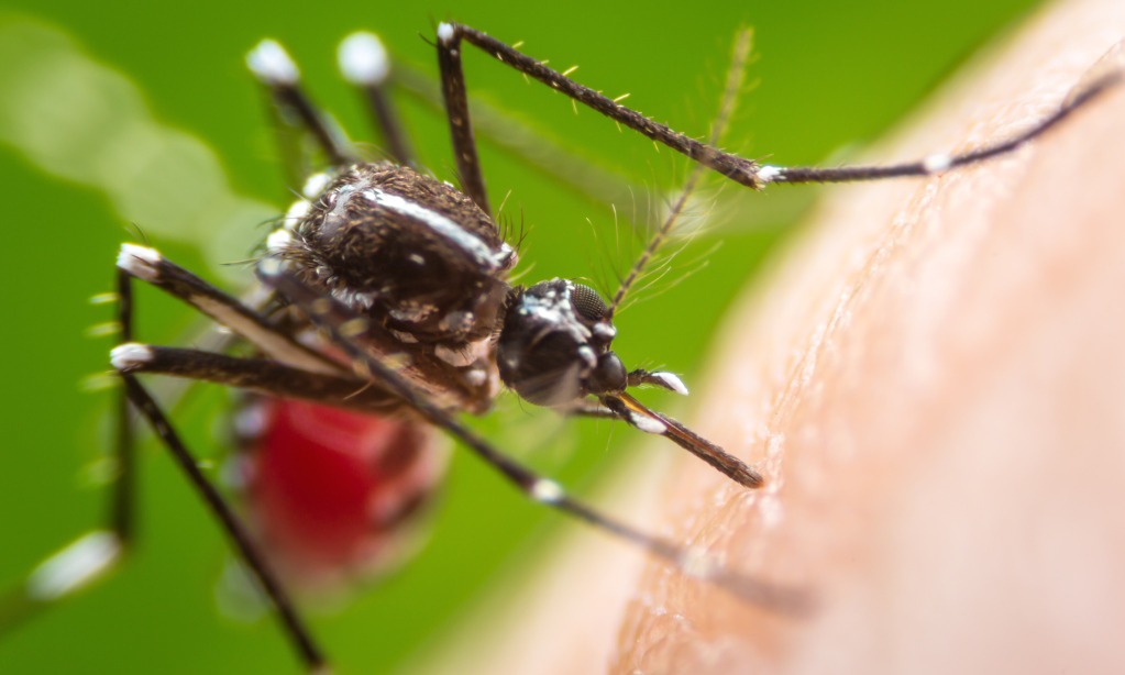 Syarat Wolbachia Disebut Berhasil Atasi DBD