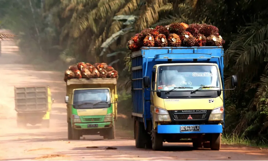 GAPKI Sebut Produksi, Konsumsi dan Ekspor CPO Naik Pada Oktober 2023