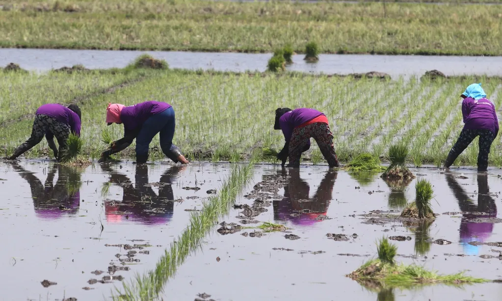 El-Nino Ubah Musim Tanam Padi Di NTB
