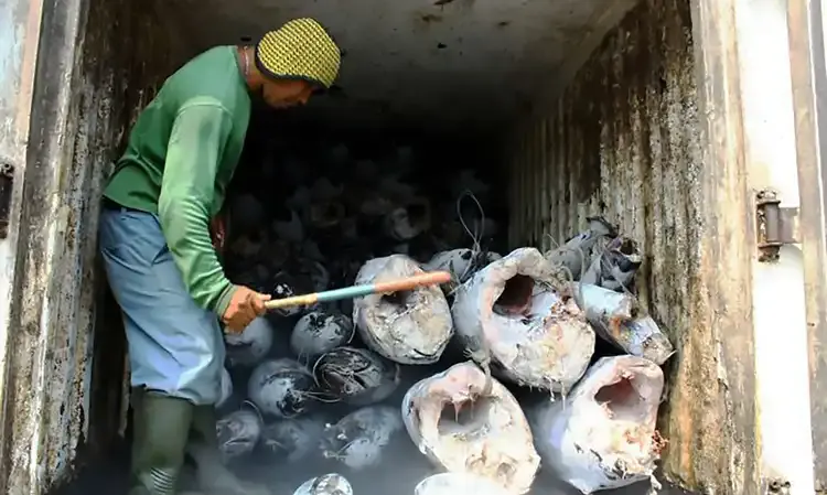 Ekspor Perikanan 2023 Belum Capai Target