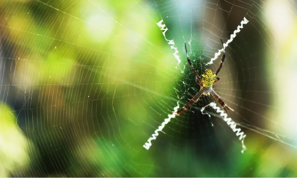 Kenapa Laba-Laba Tak Terjebak Jaringnya Sendiri?