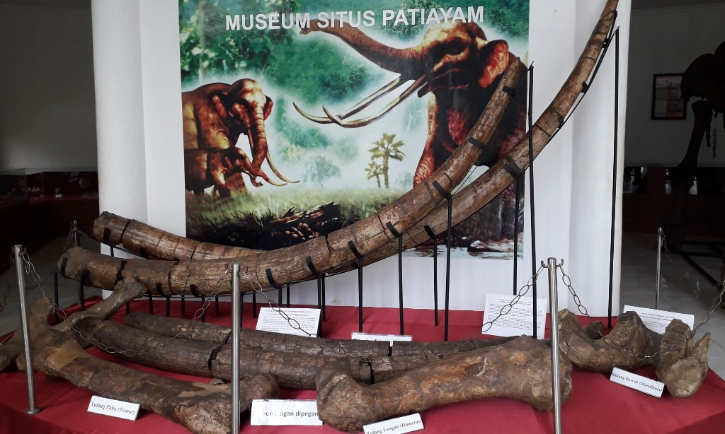 Menilik Fosil Gajah Purba Di Situs Patiayam