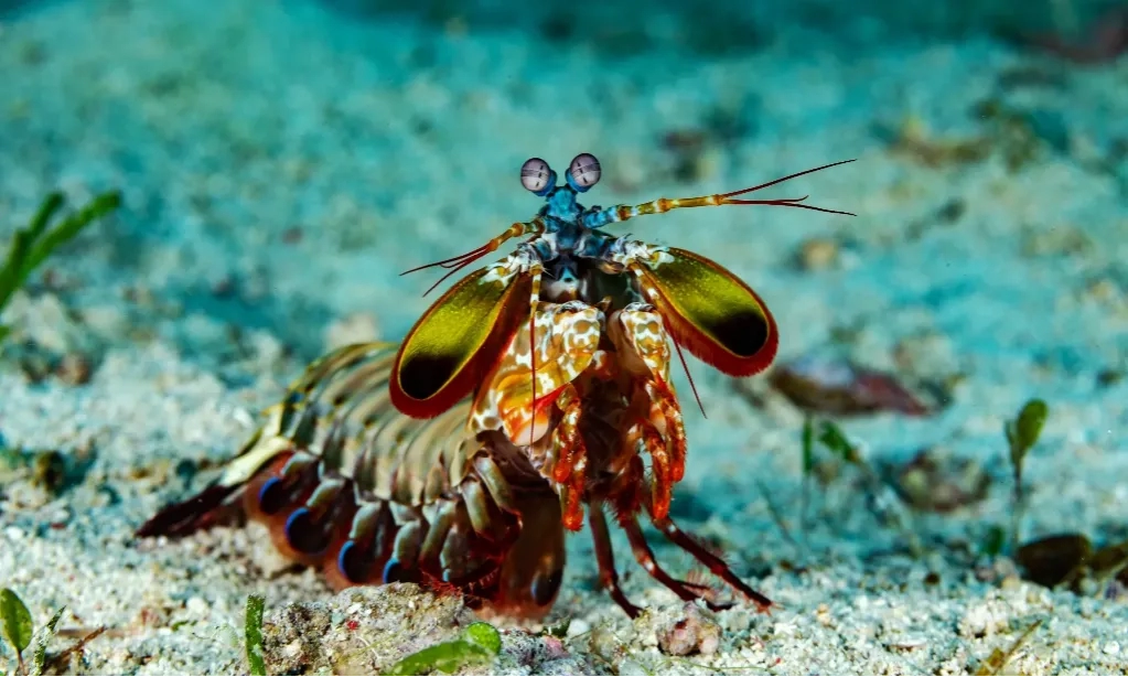 Udang Sentadu Dan Rahasia Tinju