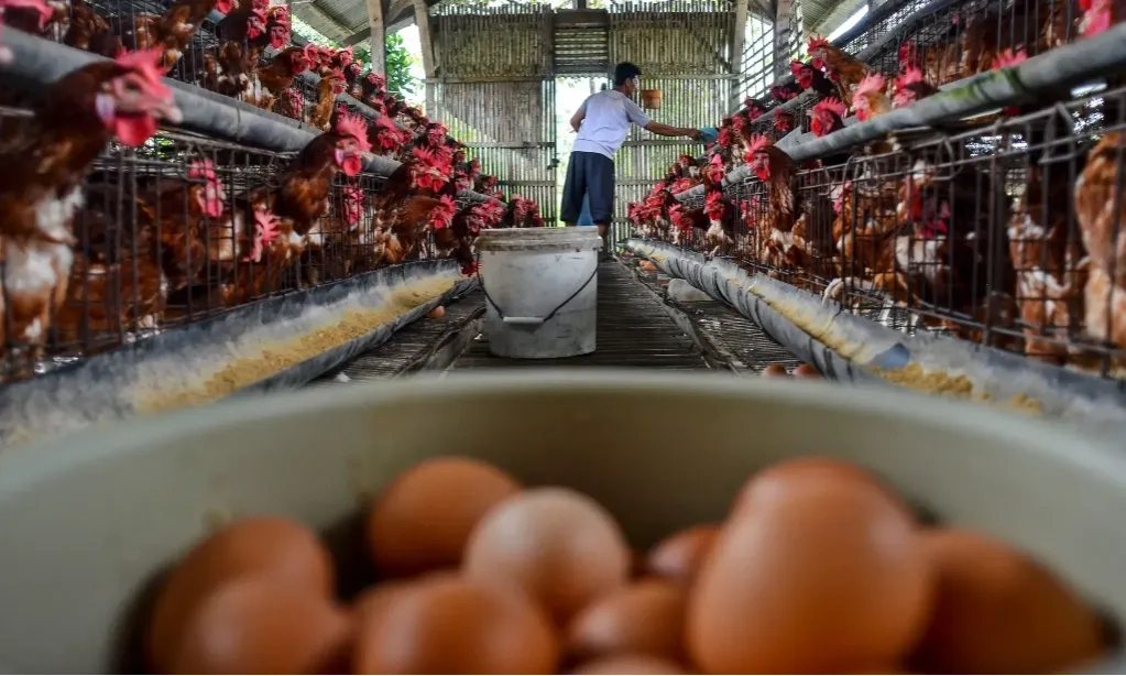 Komunitas Peternak Minta Pemerintah Berantas Mafia Industri Ternak