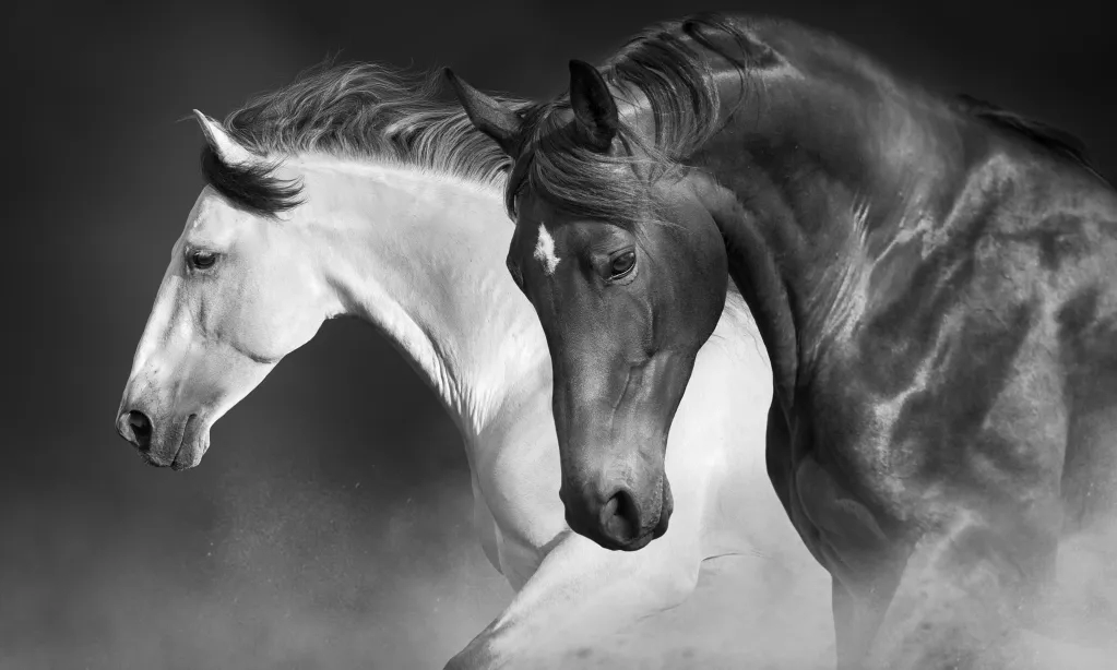 Asal-usul Istilah Kuda Putih Dan Kuda Hitam Dalam Kompetisi