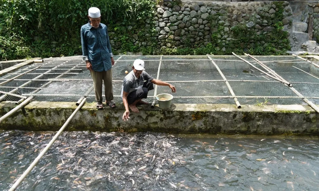RI Peringkat 4 Ekspor Ikan Tilapia Dunia, Nilainya Capai Rp1,23 T