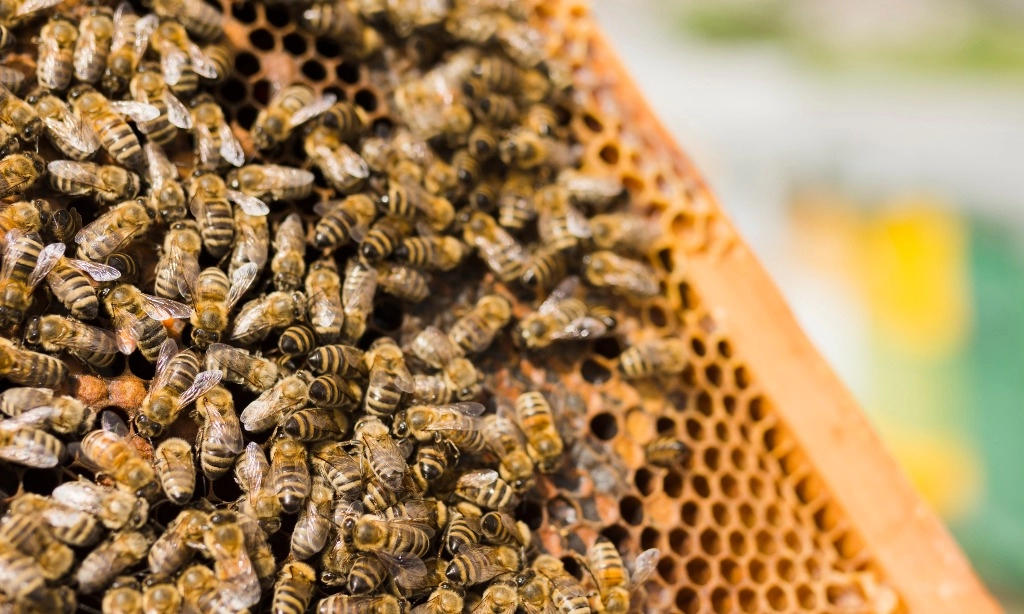 FDA Larang Konsumsi Tawon Liar