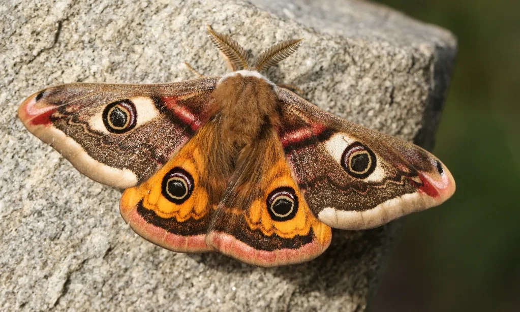 Kenapa Kupu-Kupu Malam Tertarik Pada Lampu?