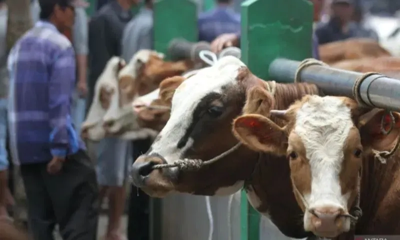 Ahli UGM Ingatkan Masyarakat Tidak Sembelih Ternak Mati