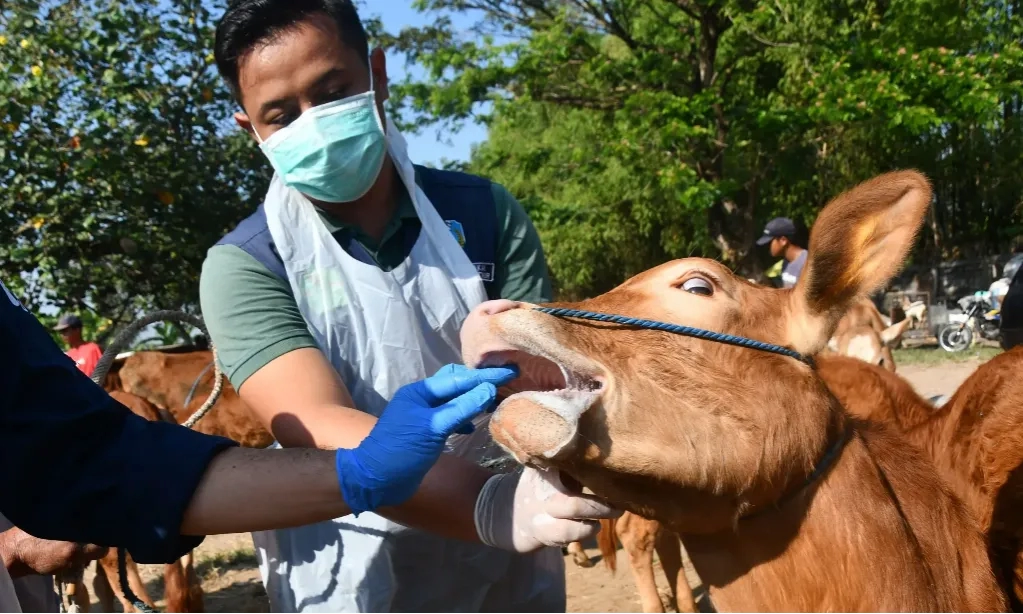 Kementan Temukan Kasus Antraks Di Yogyakarta