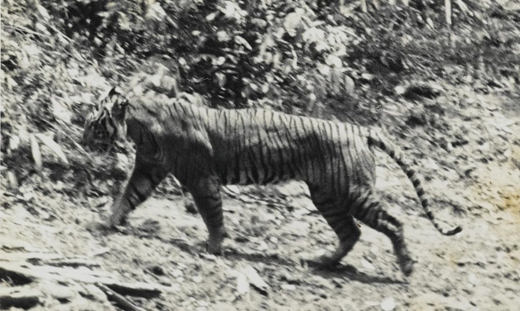 Harimau Jawa Dan Harapan Bangkit Dari Kepunahan