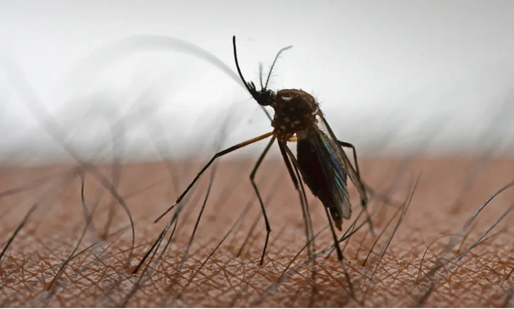 Keganasan <i>Aedes Aegypti</i> Tak Turun Dengan Wolbachia